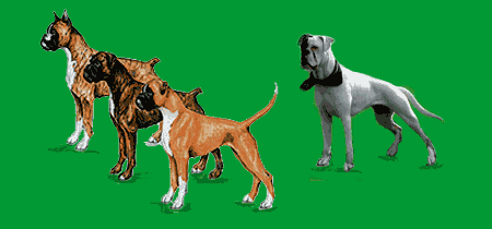 Evoluzione del Boxer e Boxer Bianco