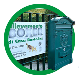 Contatti dell'Allevamento Boxer Casa Bartolini