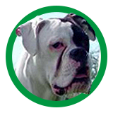 Pedigree del boxer bianco