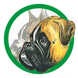 Nuovo Standard Boxer