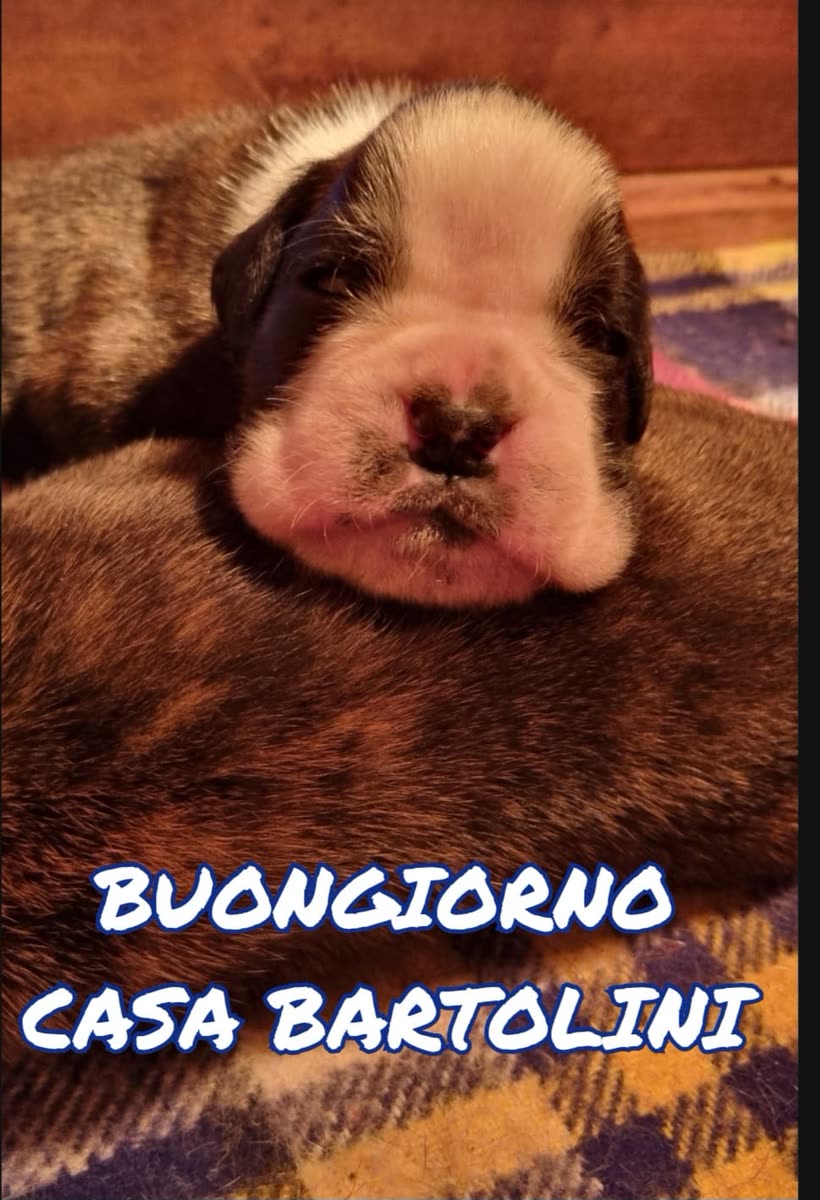Cuccioli di Mika × Ester