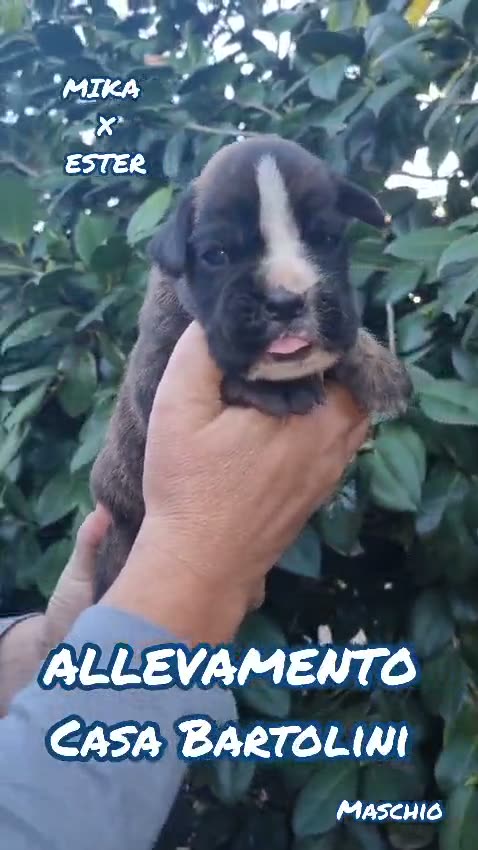 Cuccioli di Mika × Ester