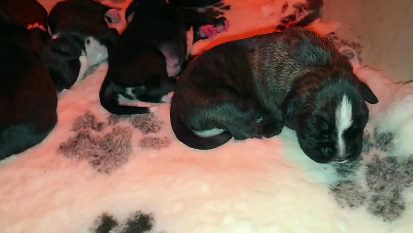 Cuccioli di Nera e Mika