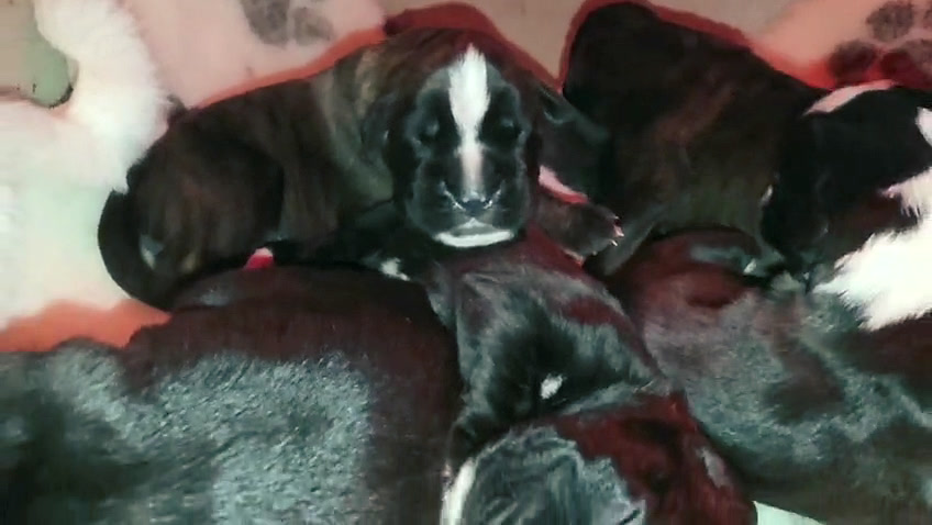 Cuccioli di Nera e Mika