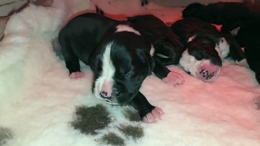 Cuccioli di Nera e Mika