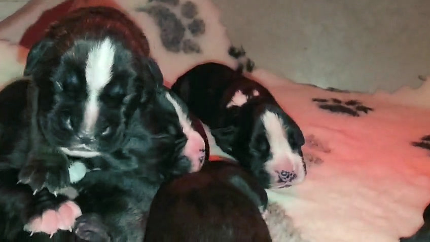 Cuccioli di Nera e Mika