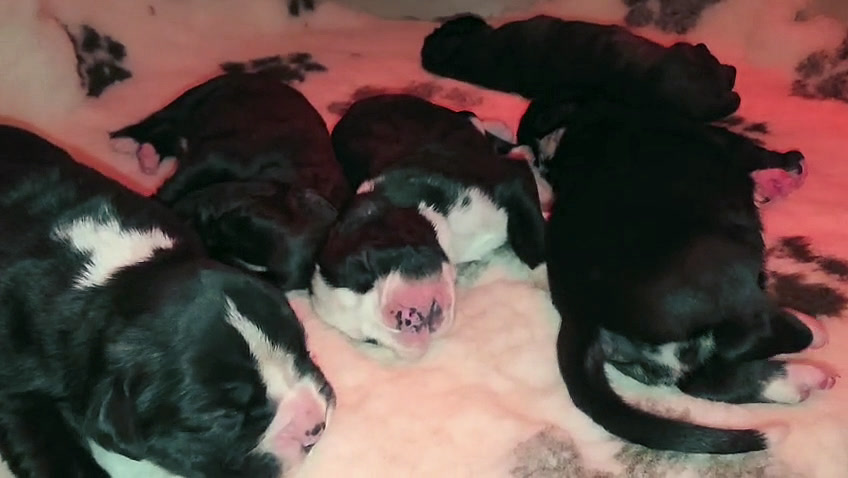 Cuccioli di Nera e Mika
