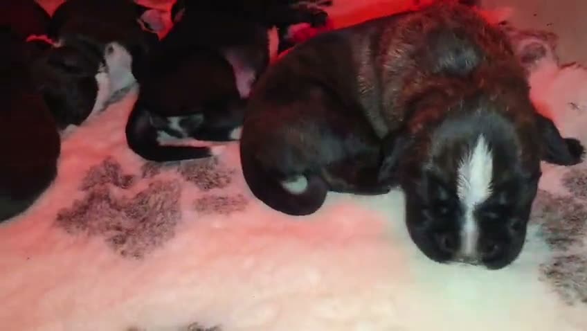 Cuccioli di Nera e Mika
