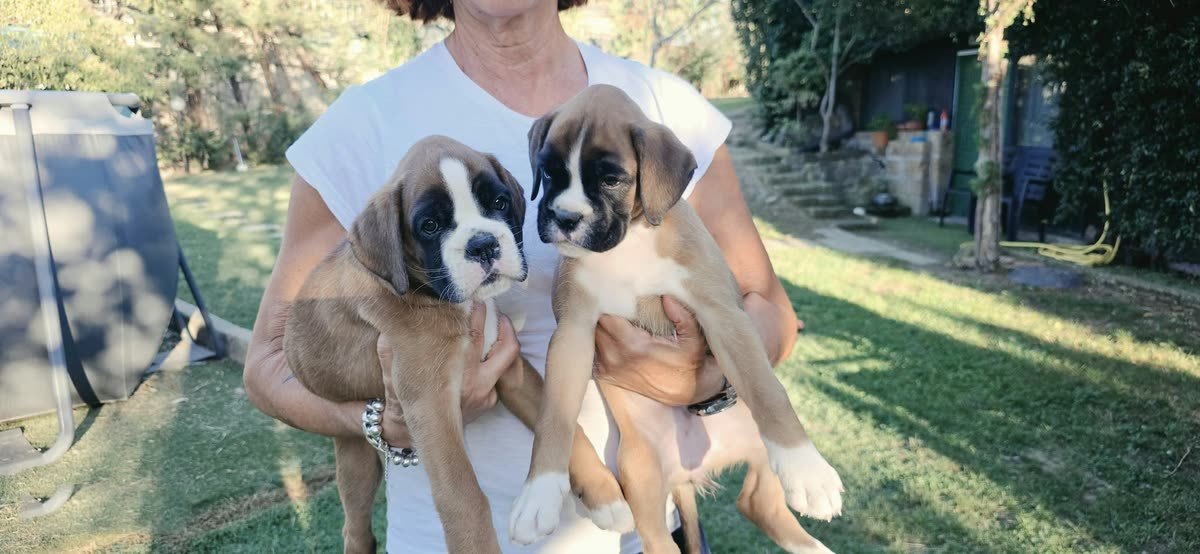 Cuccioli di Paloma × Hamas