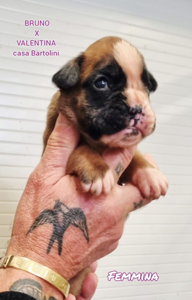 Cuccioli di Valentina e Bruno
