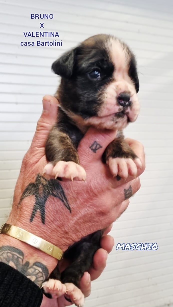 Cuccioli di Valentina e Bruno