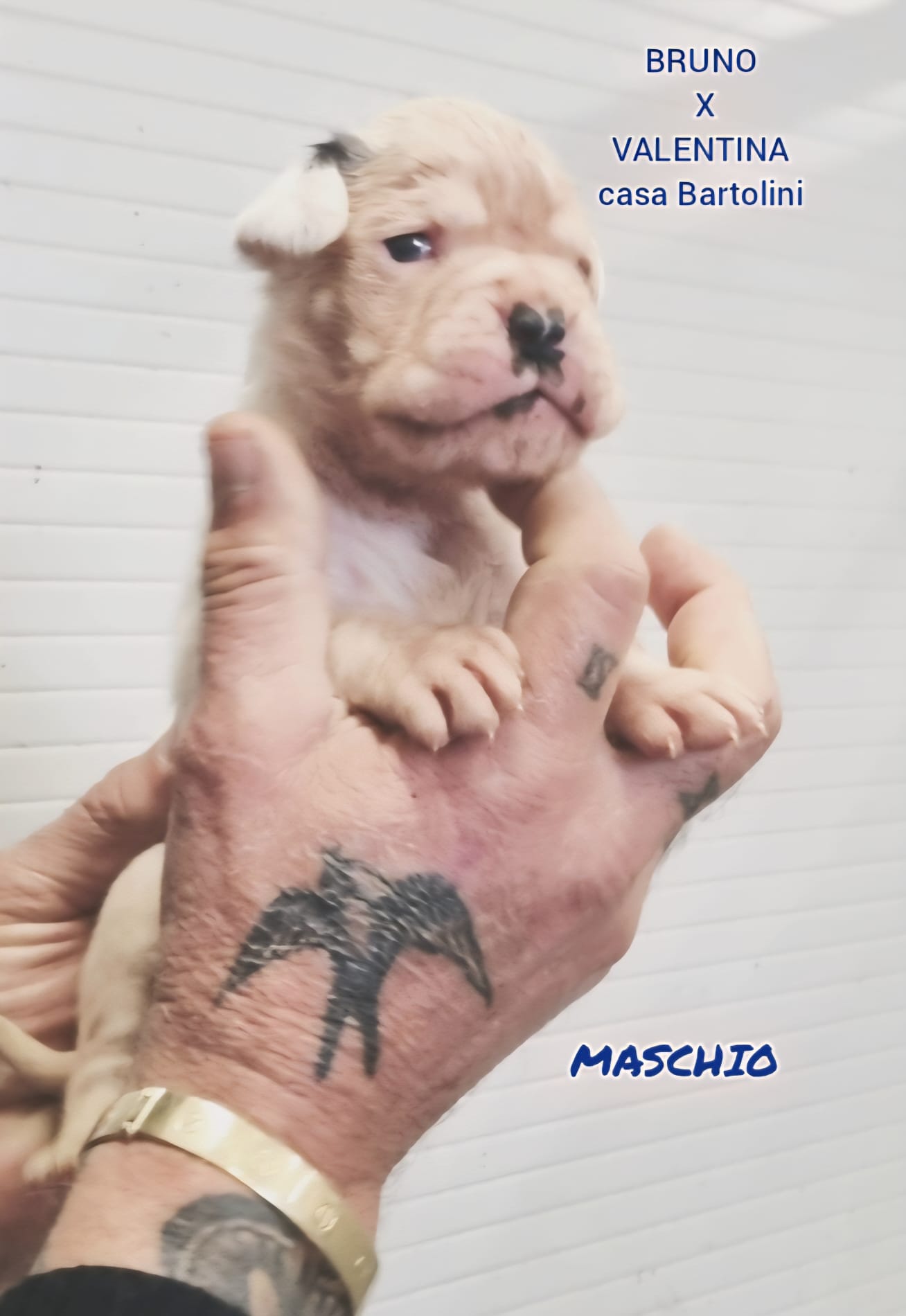 Cuccioli di Valentina e Bruno