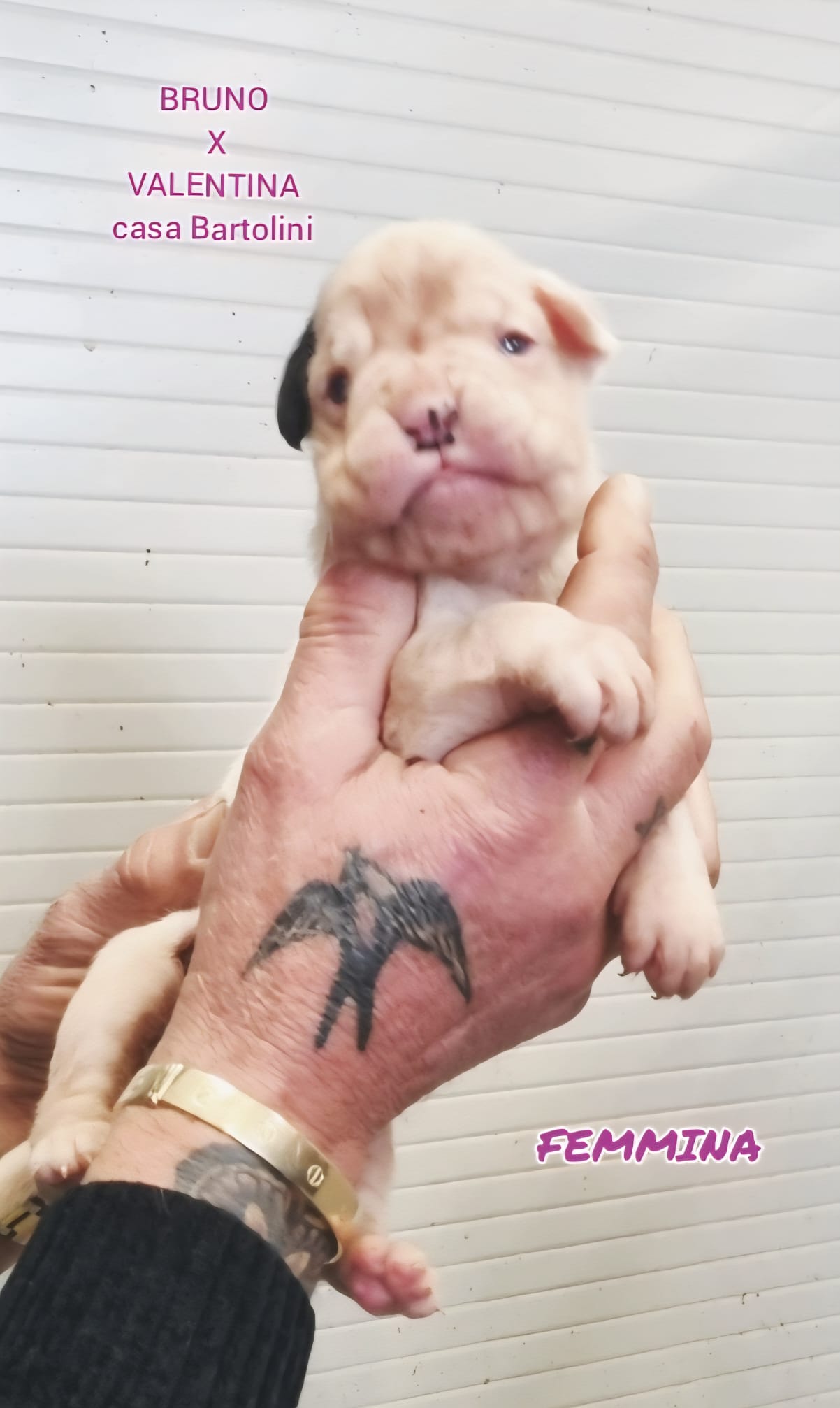 Cuccioli di Valentina e Bruno