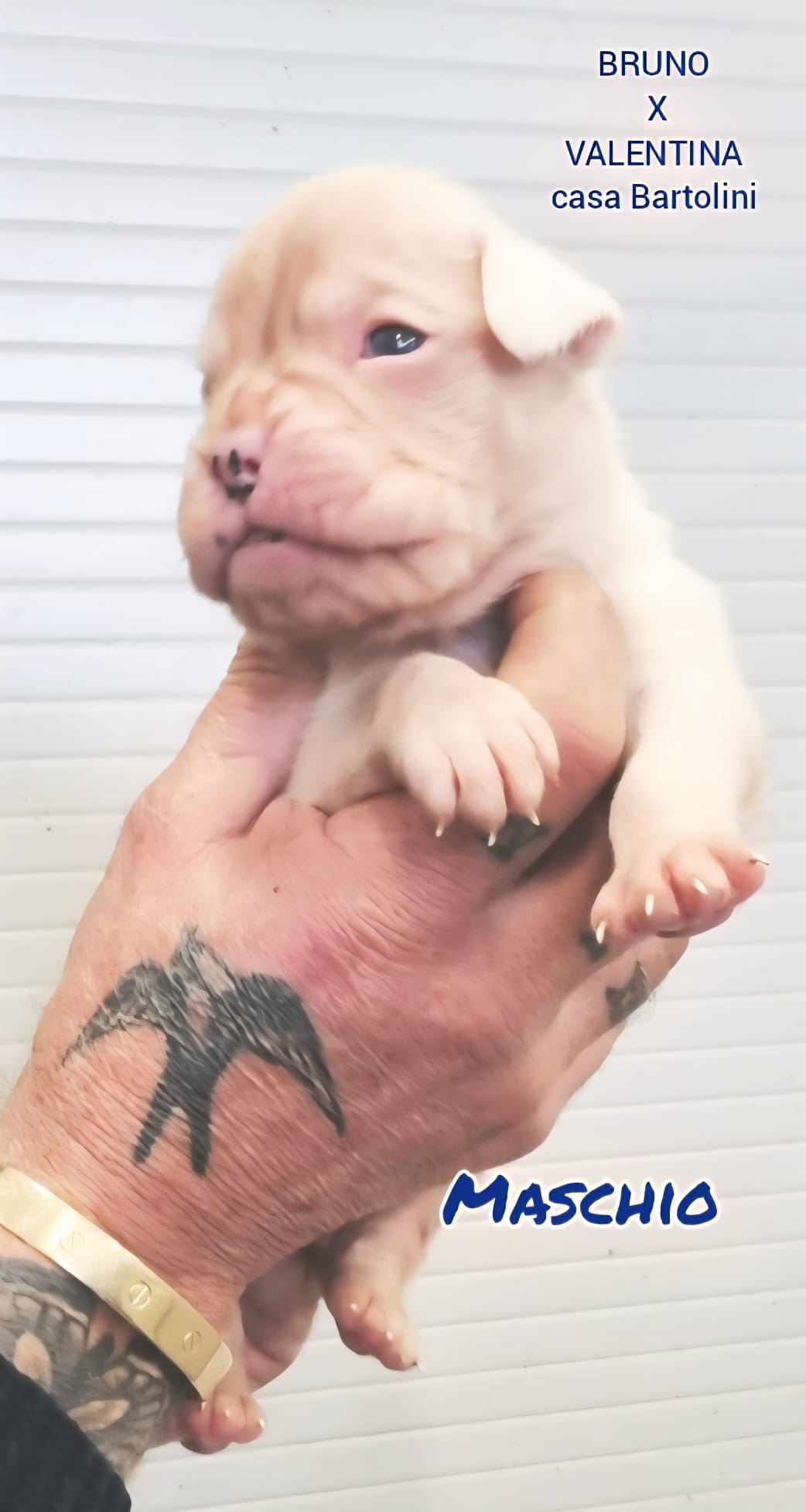 Cuccioli di Valentina e Bruno