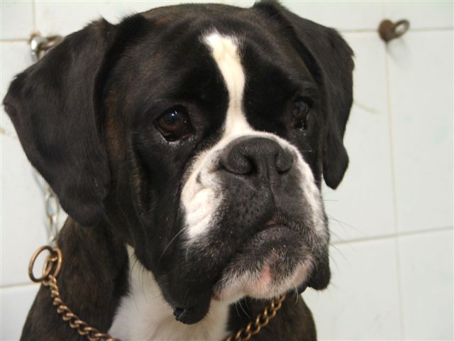 Denver di Casa Bartolini