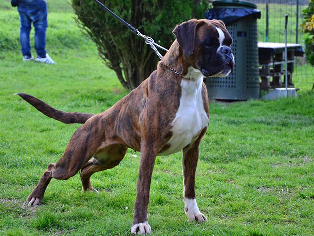 Paloma di Casa Bartolini