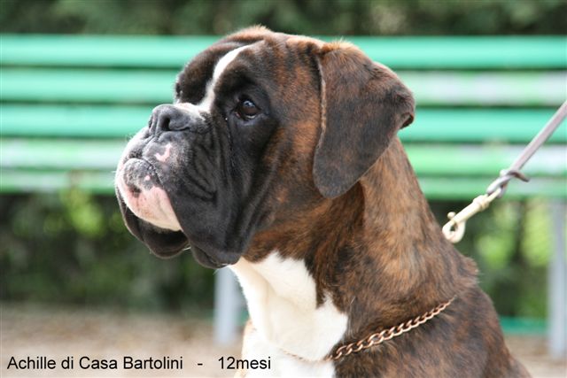 Achille di Casa Bartolini
