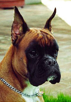 Brenda 1 di Casa Bartolini