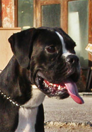 Dora di Casa Bartolini (detta Giulia)