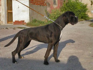 Dora di Casa Bartolini (detta Giulia)