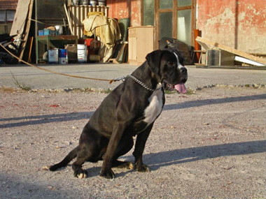 Dora di Casa Bartolini (detta Giulia)