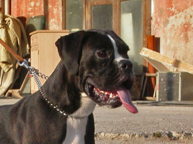 Dora di Casa Bartolini (detta Giulia)
