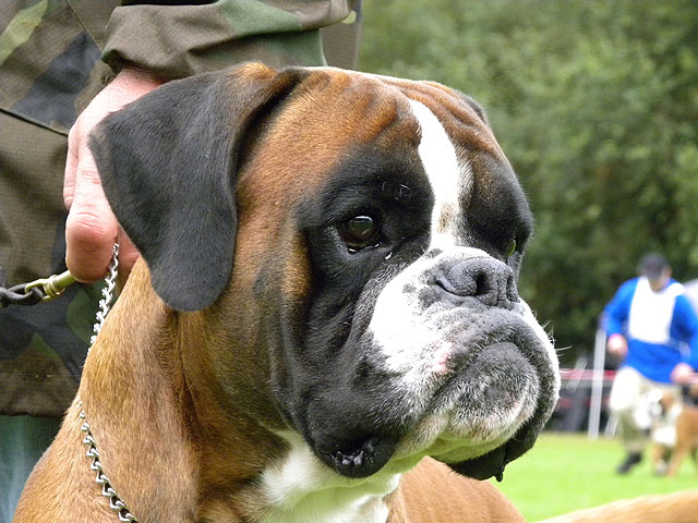 Elvis di Casa Bartolini