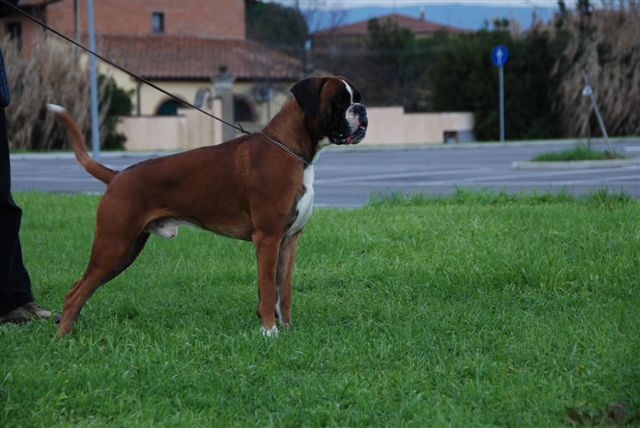 Elvis di Casa Bartolini