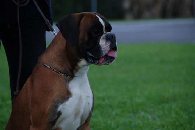 Elvis di Casa Bartolini