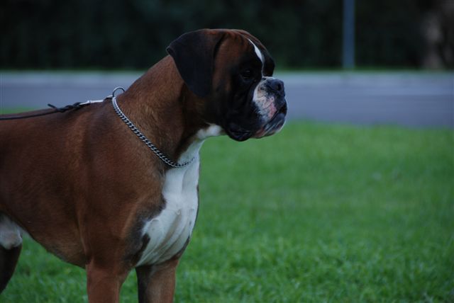 Elvis di Casa Bartolini