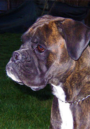 Fendy di Casa Bartolini (detta Bella)