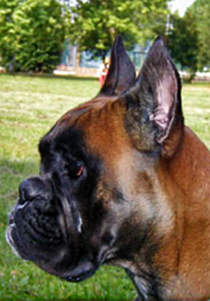 Helena di Casa Bartolini (detta Giulia)