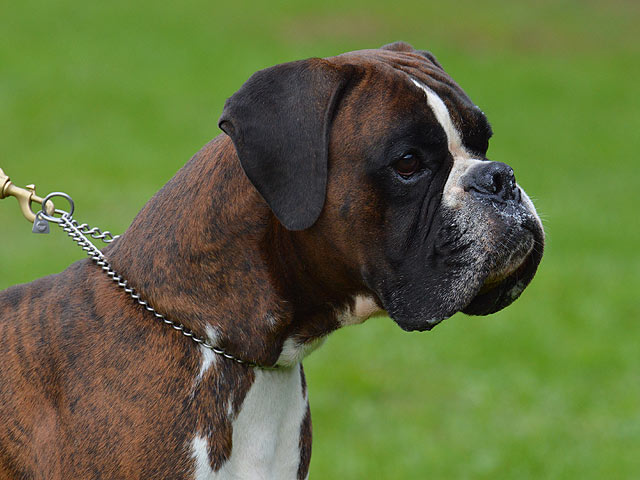 Icaro di Casa Bartolini