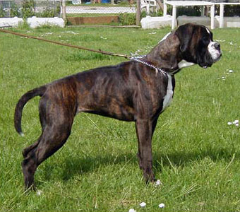 Lola di Casa Bartolini