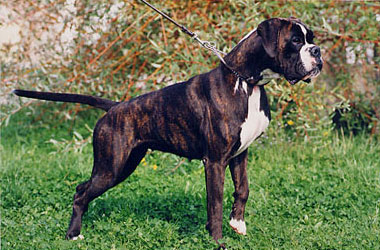 Lola di Casa Bartolini