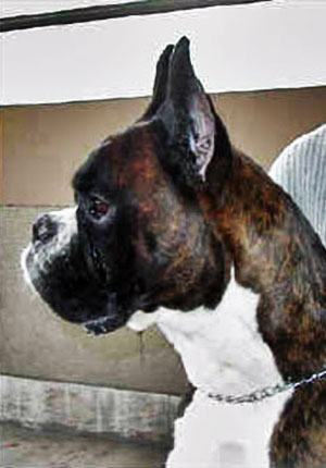 Magnum di Casa Bartolini (detto Zeus)
