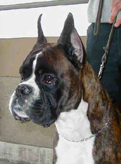 Magnum di Casa Bartolini (detto Zeus)