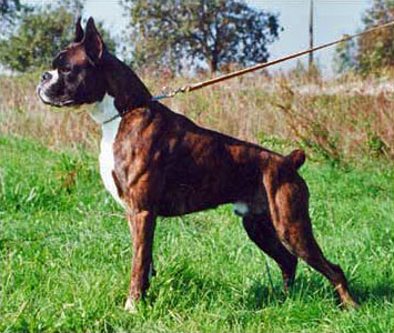 Magnum di Casa Bartolini (detto Zeus)