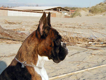 Michel di Casa Bartolini
