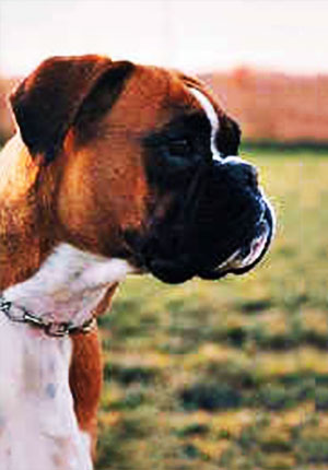 Nikita di Casa Bartolini