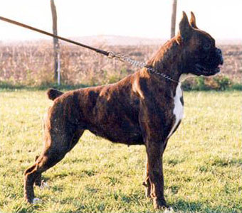 Olimpia di Casa Bartolini