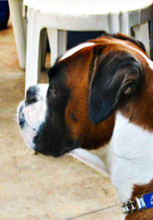 Ramona di Casa Bartolini