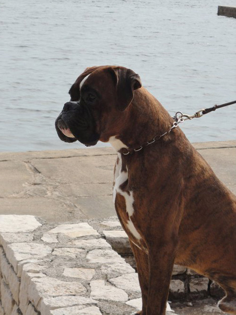 Ronnie di Casa Bartolini (detto Jethro)