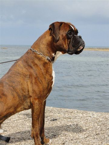 Ronnie di Casa Bartolini (detto Jethro)