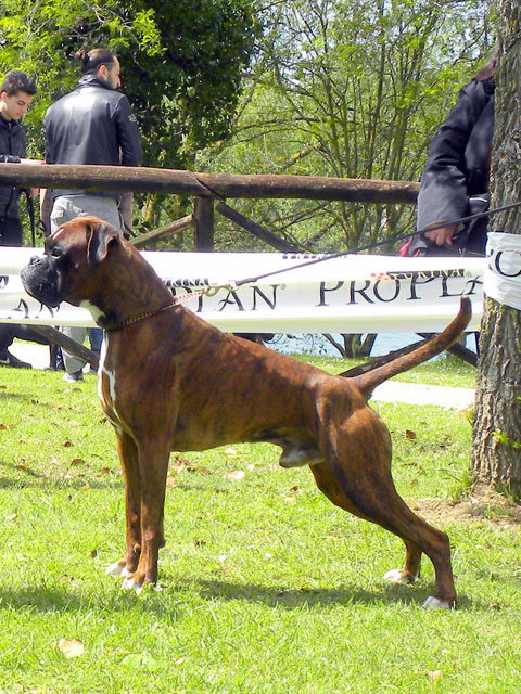 Ronnie di Casa Bartolini (detto Jethro)