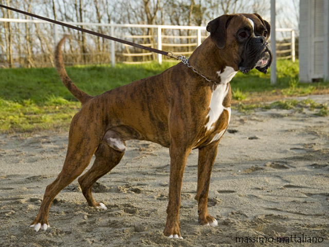 Ronnie di Casa Bartolini (detto Jethro)