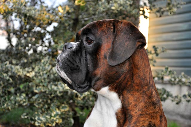 Xander di Casa Bartolini (detto Bullo)