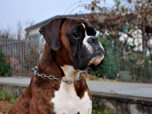 Xander di Casa Bartolini (detto Bullo)
