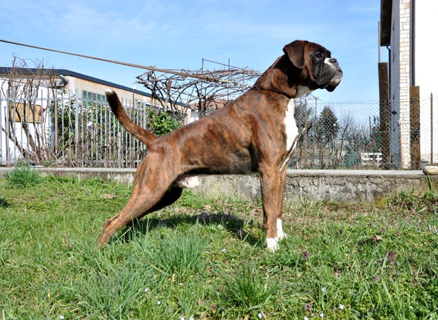 Xander di Casa Bartolini (detto Bullo)