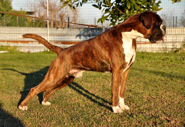 Xander di Casa Bartolini (detto Bullo)